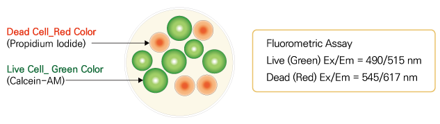 Max-View™ Live/Dead Staining Kit (Calcein-AM/PI)