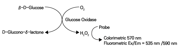 Glucose Assay Kit