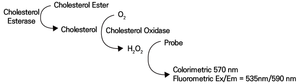 Total Cholesterol Assay Kit