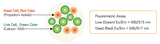 Max-View™ LiveDead Staining Kit (Calcein-AM)